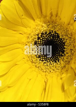 Nahaufnahme Bild von wunderschönen gelben Gerbera Blume in teilweise schattig-zeigend Fibonacci Sequenz , schöne Farbe und Blütenblätter, Stempel mit weichem Zentrum, Makro-Ansicht von kleinen geschichteten Blütenblätter in verschiedenen Größen Stockfoto
