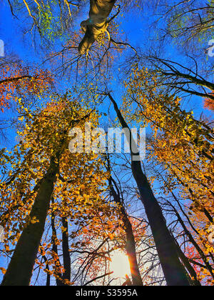 Am späten Nachmittag Sonnenlicht durch junge Buchen, April. Stockfoto