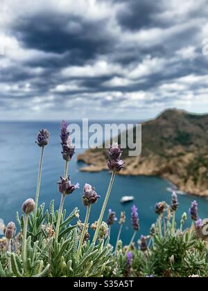 Lavendel Blick aufs Meer Berg Stockfoto