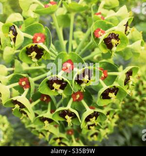 Nahaufnahme von Euphorbia characmias Schwarze Perle Blume Stockfoto