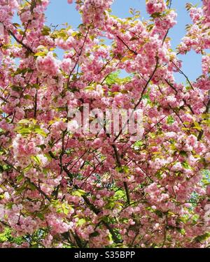 Rosa blühende Kirschblüte am Bedford Embankment, Bedfordshire, England, Großbritannien Stockfoto