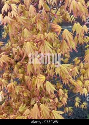 Orange Dream Acer in vollem Laub Stockfoto