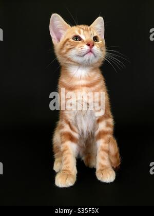 Cute ginger Tabby cat Kitten Stockfoto