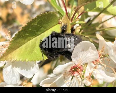 Eine Hummel auf der Kirschblüte. Stockfoto