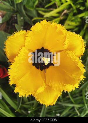 Nahaufnahme einer gelb umrandten Tulpe mit einem dunklen Zentrum Stockfoto