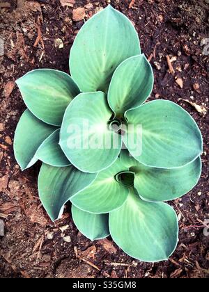 Hosta ‘Blaue Maus Ohren’ Pflanze. Stockfoto