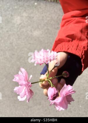 Japanische Kirsche (Prunus serrulata oder Cerasus serrulata) blüht in der Kinderhand Stockfoto