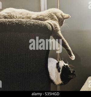 Zwei Katzen, eine versucht, das Gesicht der anderen zu berühren, die andere wieder einölen. Stockfoto