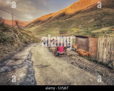 A female farmer mills her cows by hand at sunrise in the road. Ushguli, Georgia. UNESCO World Heritage Site. Rural life. Stockfoto
