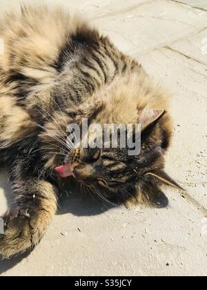 Tabby Katze lecken Pfote mit Katzenminze Stockfoto