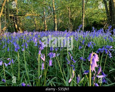 Bluebell woods Stockfoto