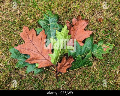 Herbst: Ein kleiner Zweig der Eichenblätter auf dem Gras liegen, die Blätter sind alle in verschiedenen Farben, die verschiedenen Jahreszeiten. Braun, dunkelgrün und hellgrün. Stockfoto