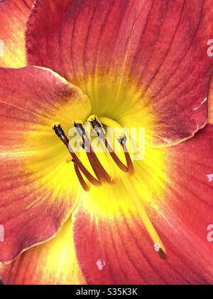Leuchtend rote Lilie Blüte mit gelben Zentrum Makro Stockfoto