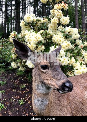 Ein Reh, der vor Rhododendron-Blüten steht, aus nächster Nähe. Stockfoto