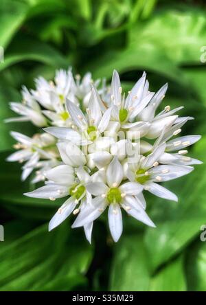 Eine Nahaufnahme einer großen Gruppe von weißen und gelben Bärlauch-Blumen vor einem Hintergrund von grünen Blättern. Stockfoto