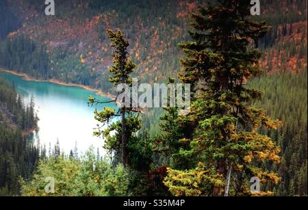 Herbst, Kananaskis Land, Alberta, Kanada, Kanadische Rockies, Kananaskis River, Wildblumen Stockfoto