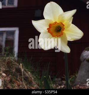 Nahaufnahme von Narcissus poeticus auch bekannt als Narzisse des Dichters, Narzisse des Dichters, nargis, Fasanenauge, Finderblume und Pinksterlilie. Stockfoto