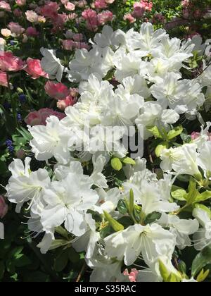Weiße Azaleen blühen im Frühling Stockfoto