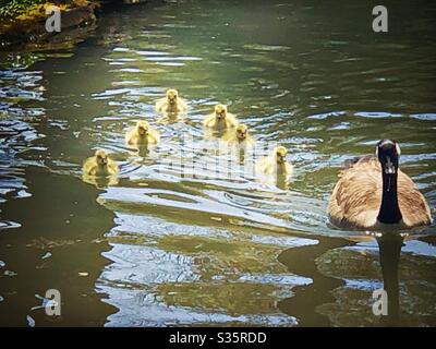 Kanadische Gans schwimmen mit Gänsen Stockfoto