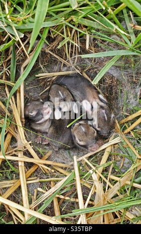 Ein Nest neugeborener Wildkaninchen in einem grasbewachsenen Hof in Illinois. Stockfoto