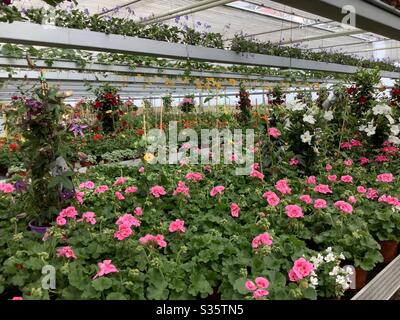 Baumschule Gewächshaus voller blühender Gartenblumen im Frühjahr Stockfoto