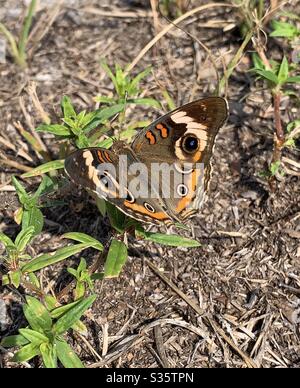 Buckeye Schmetterling auf dem Waldboden Stockfoto