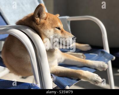 Shiba inu Chillen in der Sonne Stockfoto