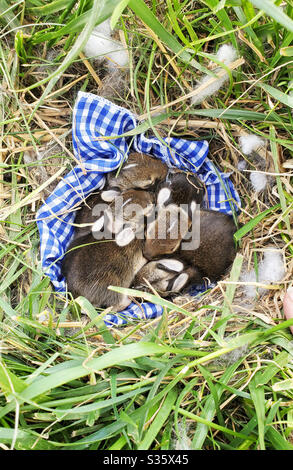 Ein Nest neugeborener Wildkaninchen auf einem blauen Gingham-Tuch in einem grasbewachsenen Hof in Illinois. Stockfoto