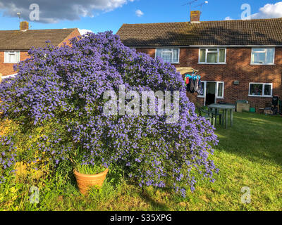 Große Ceanothus Busch in einem Wohngarten hinter dem Garten mit blauen Blumen bedeckt. Stockfoto