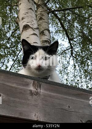 Katze auf einem Schuppen Dach Stockfoto