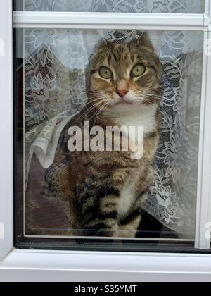 Ipswich, UK - 3 May 2020: Schildpatt gestromte Katze im Lockdown beim Blick aus dem Fenster. Stockfoto