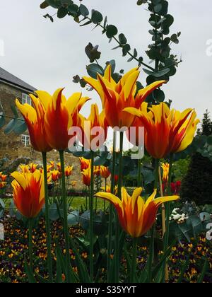 Gelb rote Kelchtulips Stockfoto