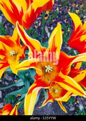 Gelb rote Kelchtulips Stockfoto