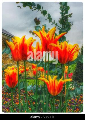 Gelb rote Kelchtulips im Beckenham Place Park Stockfoto