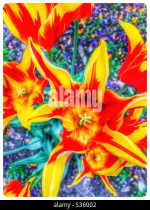 Gelb rote Kelchtulips Stockfoto