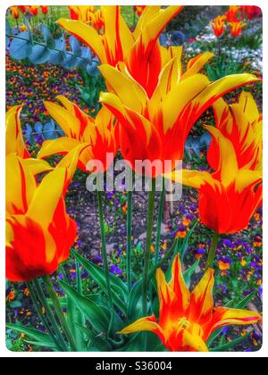 Gelb rote Kelchtulips Stockfoto