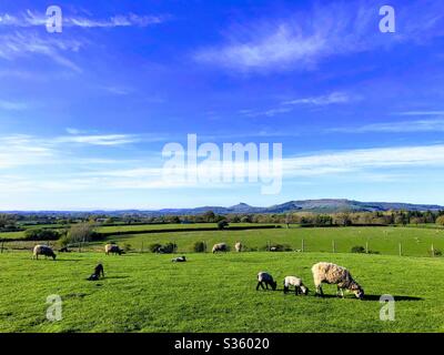 Schafe und Lämmer in einem Feld in der Nähe von Great Ayton, North Yorkshire, England, Vereinigtes Königreich Stockfoto