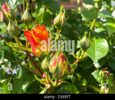 Rosenblüten bereit, im Garten zu öffnen. Stockfoto