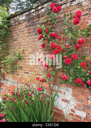 Rote Rosen an einer Wand Stockfoto