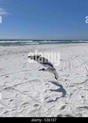 Möwe kommt für eine Landung auf weißem Sandstrand mit Blick auf das Wasser Stockfoto