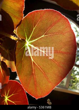 Sonne scheint durch Begonia Blätter. Stockfoto