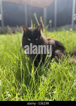 Schwarze Katze in verwilderten Garten Stockfoto