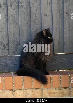 Schwarze Katze auf der Wand vor dem grauen Zaun sitzen Stockfoto