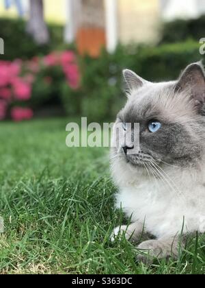 Blauäugige Ragdoll Katze im Garten Stockfoto