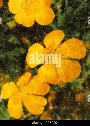 Abstract der Nahaufnahme der Butterblume Stockfoto