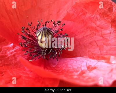 Nahaufnahme von roten Mohn Stockfoto