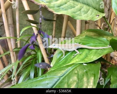 Braune Anole (Anolis sagrei) Eidechse auf einem Blatt Stockfoto