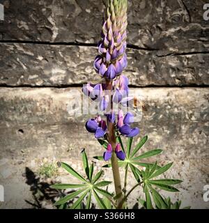 Ein Foto von einer Hummel Biene auf einer schönen lila Lupine Blume. Heller Sonnenschein, Holzschlafholzboden. Stockfoto