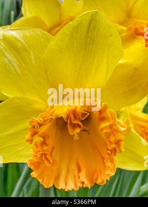 Makrobild einer gelben Narzisse. Stockfoto