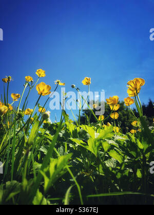 Butterblumen ( Ranunculus sp.) wachsen in Richtung eines klaren blauen Frühlingshimmels. Stockfoto